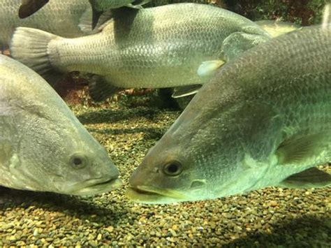 akame fish|Japanese lates .